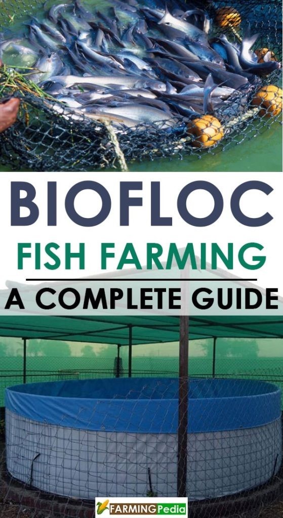 Biofloc Fish Farming – A Complete Guide