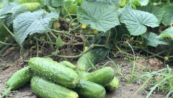 Cucumbers farming