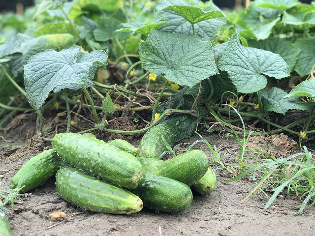 Should I Cut Off Yellow Cucumber Leaves?