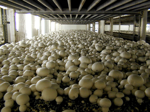 Is Mushroom Farming Profitable – How to Plant, Grow & Harvest