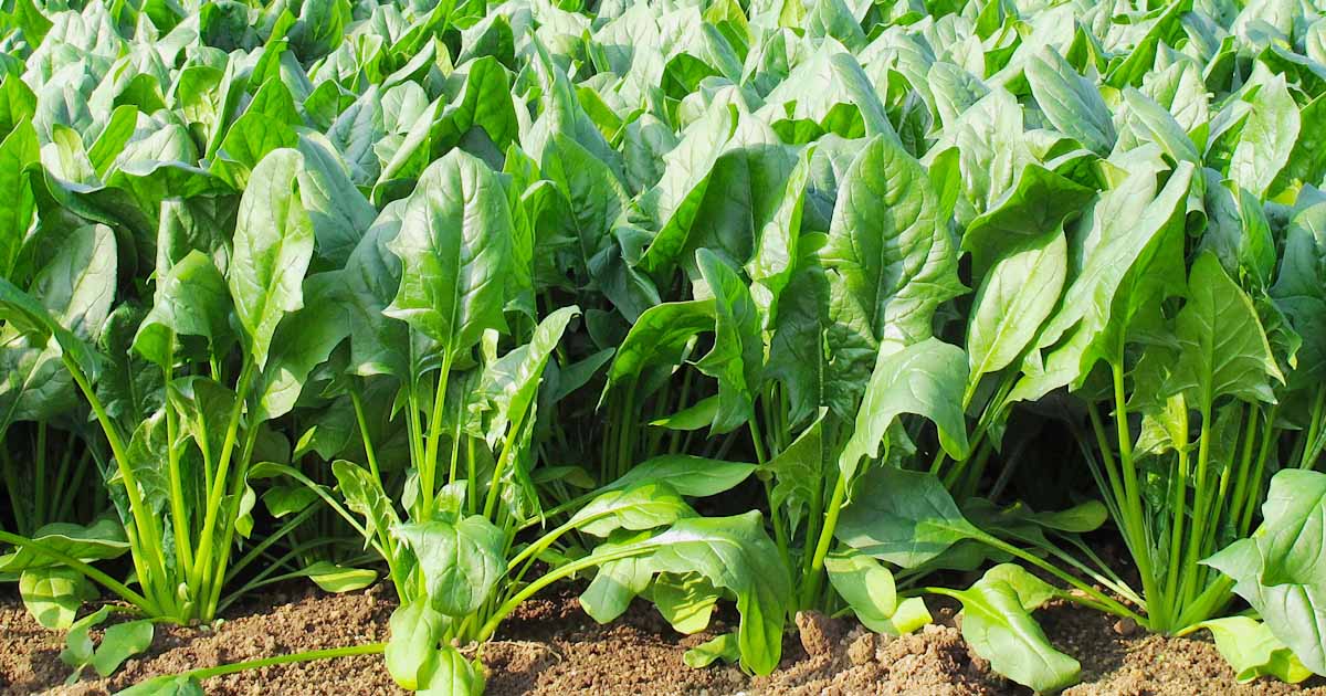 How To Plant Spinach? Here Is Everything You Need To Know