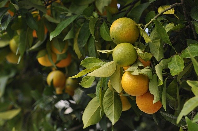 How to Grow: Farming Orange for a Perfect Citrus?