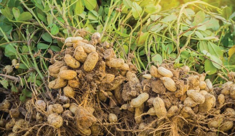 How: Growing Peanuts or Groundnuts - Farming Pedia