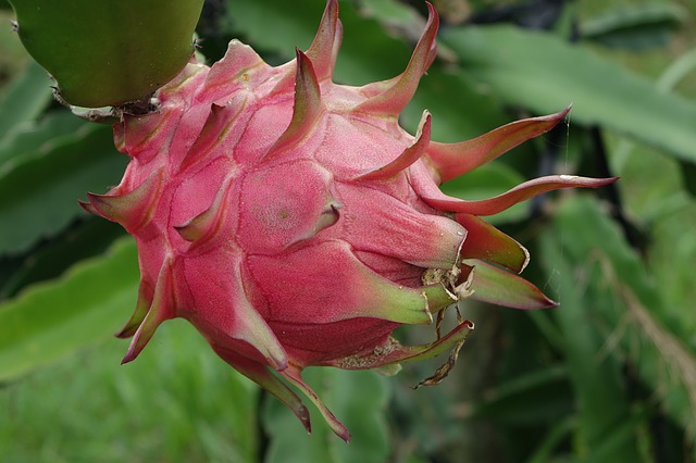 How to Nurture the Dragon Fruit –An Exotic Tropical Fruit