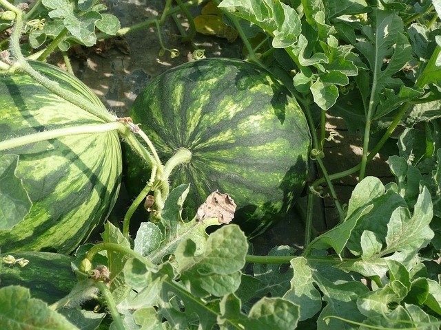 watermelon farming