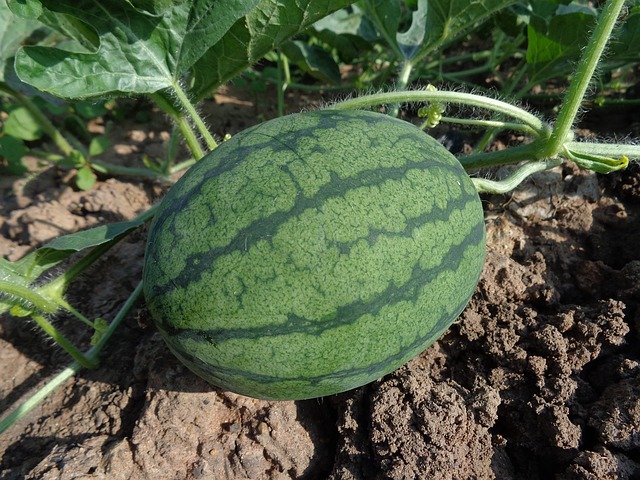 How to Do Watermelon Farming?