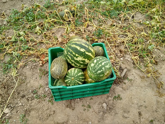 watermelon harvest