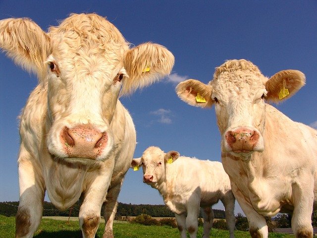 Know Everything About Cow Farm – A Comprehensive Guide