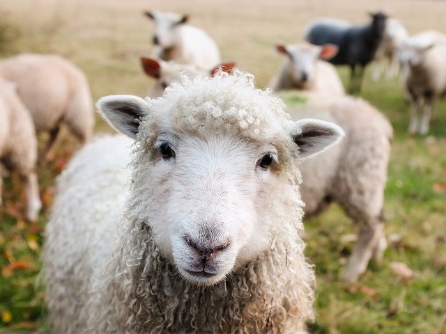 Sheep Farming – A Step to Step Guide