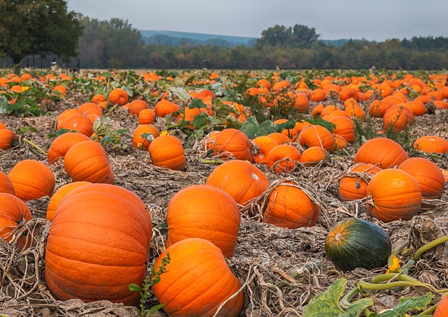 pumpkin harvest time