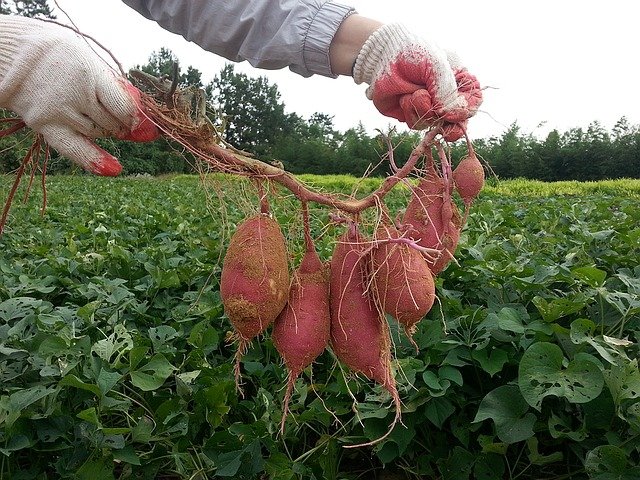 How to Plant, Grow Sweet Potato – Farming Guide