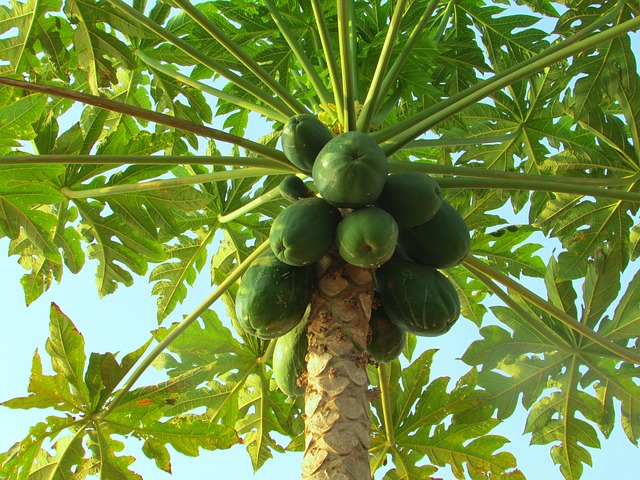 papaya plant