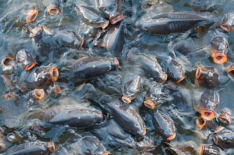 Tilapia Fish Harvest