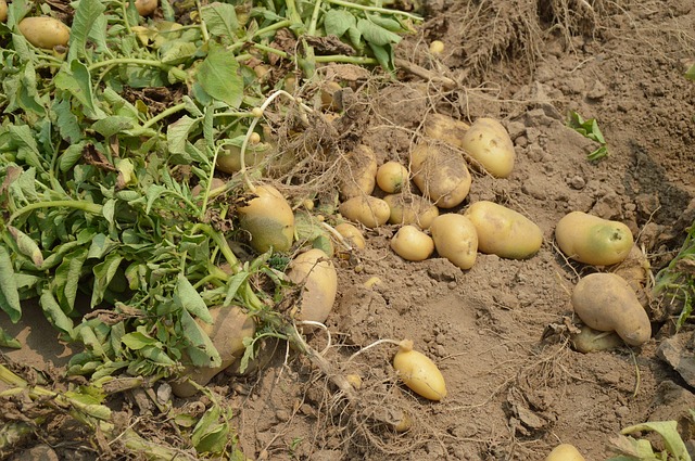 potatoes harvest