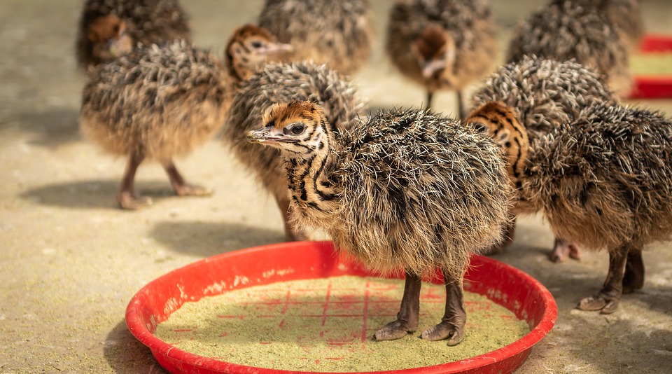 Manging emu chicks