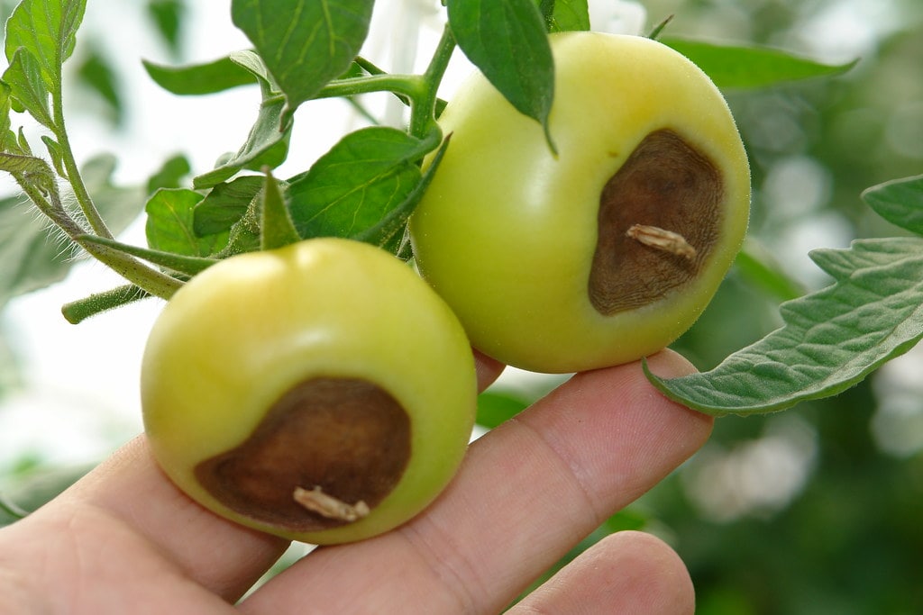 Why Are Bottom of Tomatoes Turning Black: Blossom End Rot