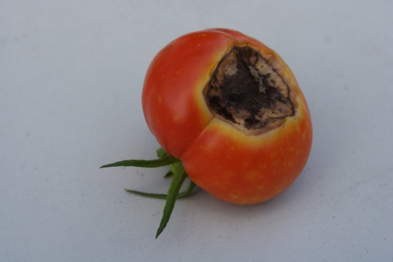 Why Are Bottom of Tomatoes Turning Black Blossom End Rot Farming Pedia