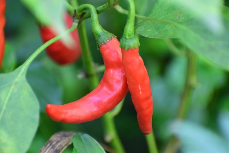 Chilli Flowers Dropping Off Plant not flowering Farming Pedia
