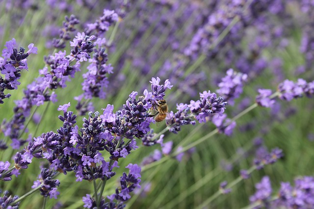 Lavender Farming Guide: How to Grow Lavender with Maximum Productivity?