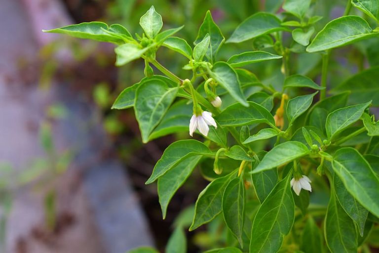 Chilli Flowers Dropping Off Plant not flowering Farming Pedia