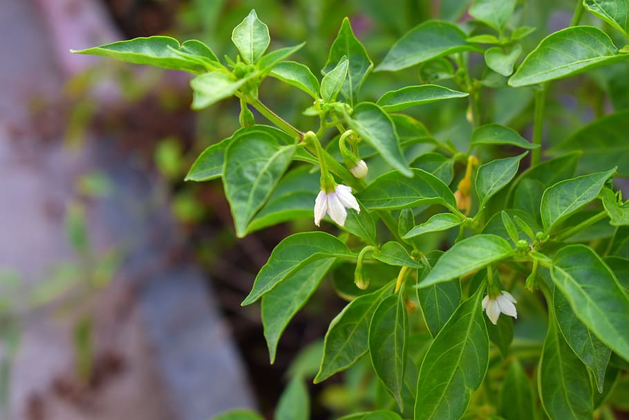 How Many Green Peppers Per Plant?