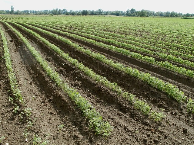 carrot farm