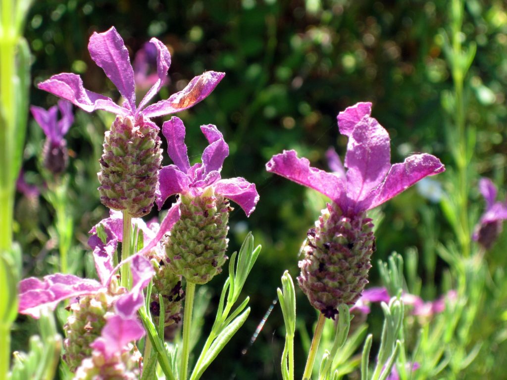 French Lavender