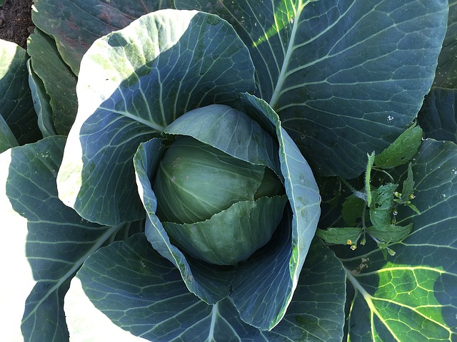 Cabbage Farming Guide