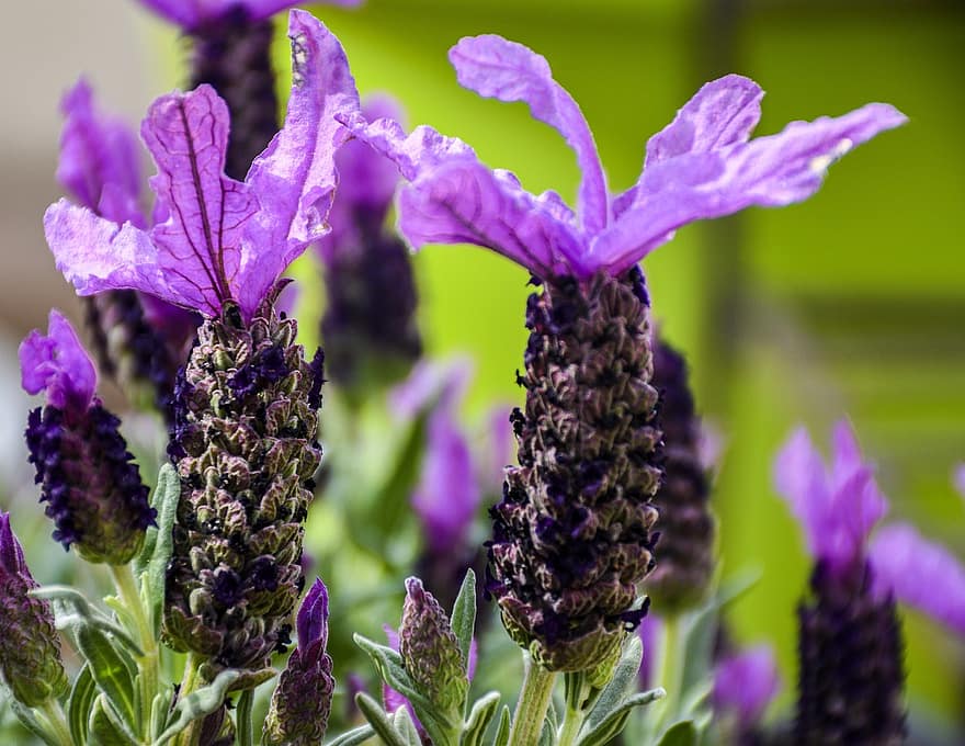 Spanish lavender