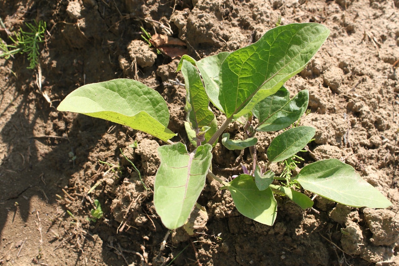 Eggplant Planting, Growing, and Harvesting Eggplants