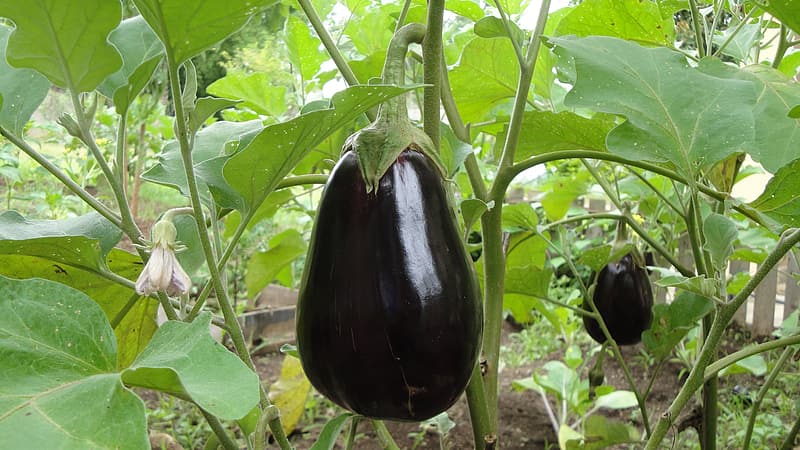 Eggplant Farming