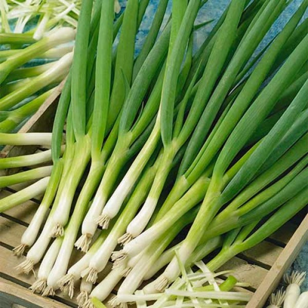 Spring onion white Lisbon