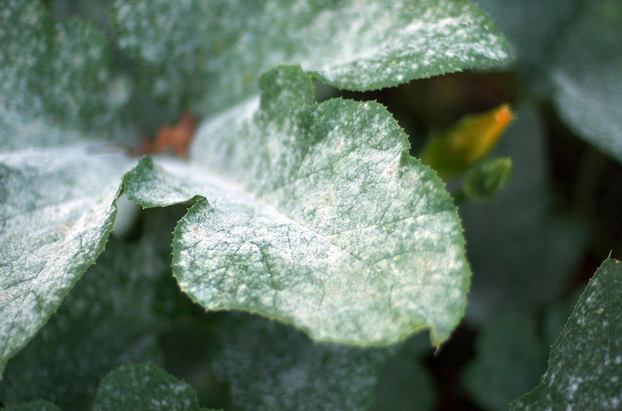 Powdery Mildew of Pumpkin