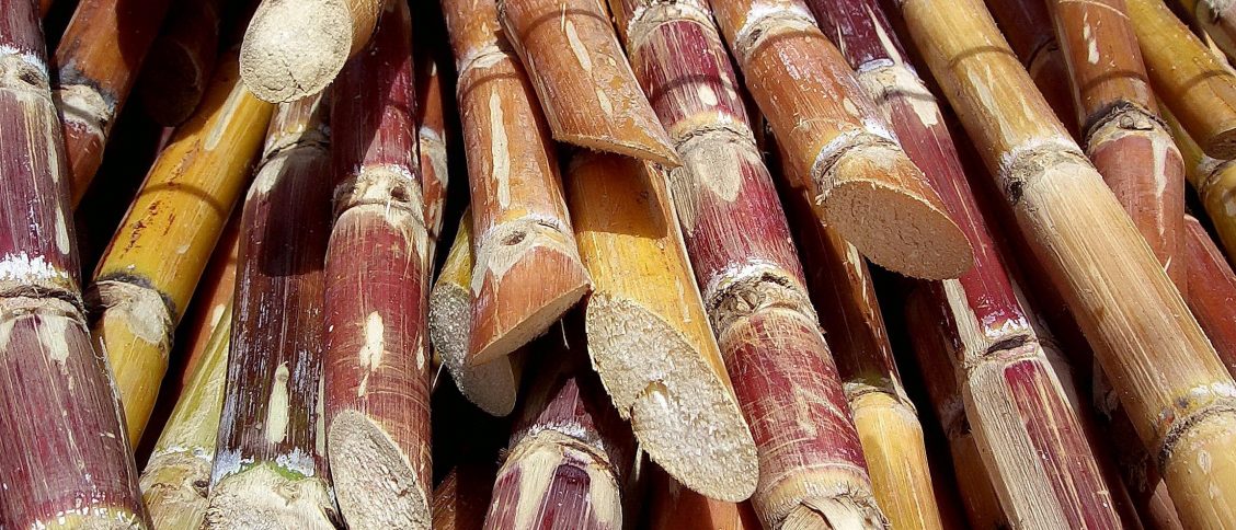 how-long-does-sugarcane-take-to-grow-farming-pedia