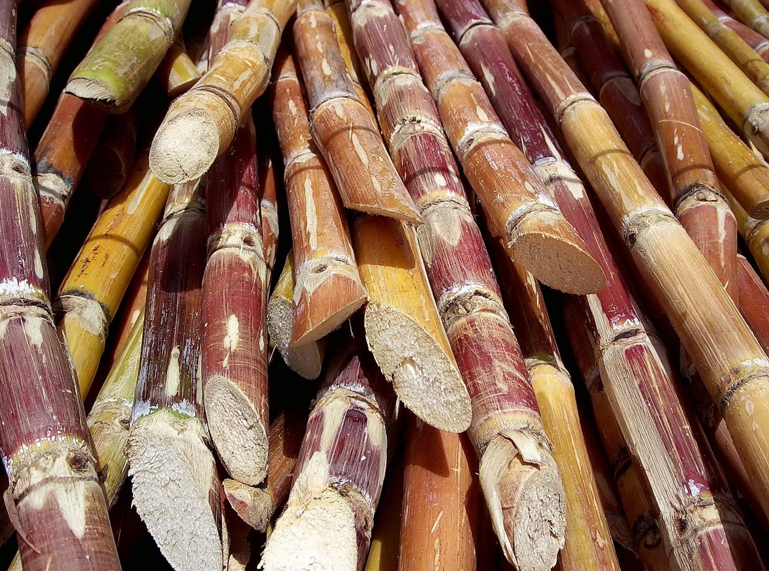 How Long Does Sugarcane Take To Grow Farming Pedia