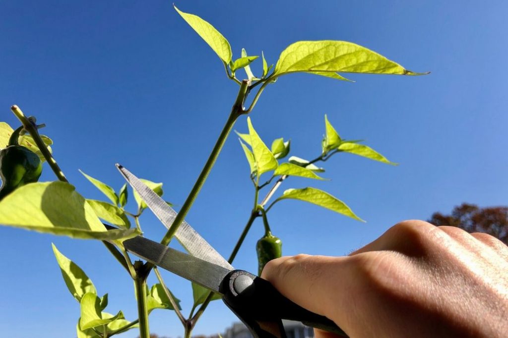 Pruning of bell pepper