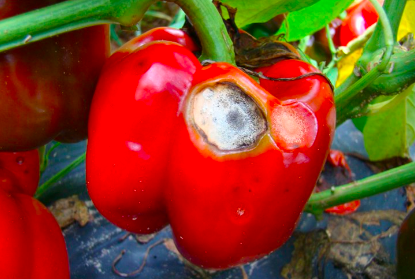 gray mold fungal disease in bell-pepper 