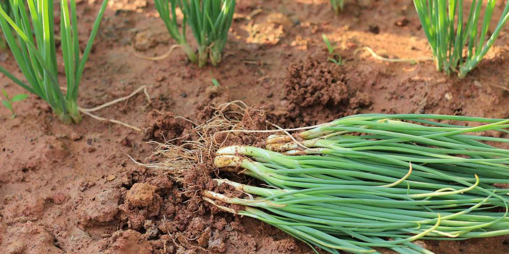 Harvesting Spring Onion