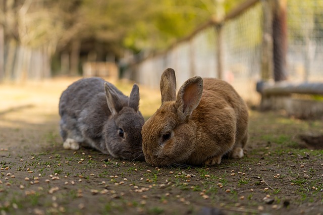 Rabbit farming: How to Start Raising Rabbits