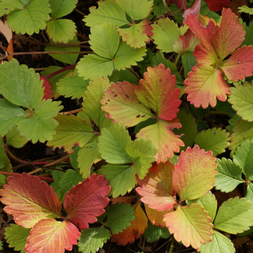 Why are my Strawberry Leaves Turning Red - Farming Pedia