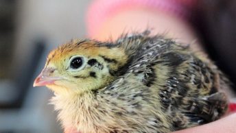 quail baby