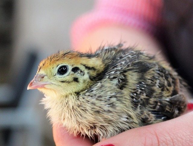 what-do-you-feed-baby-quail-farming-pedia