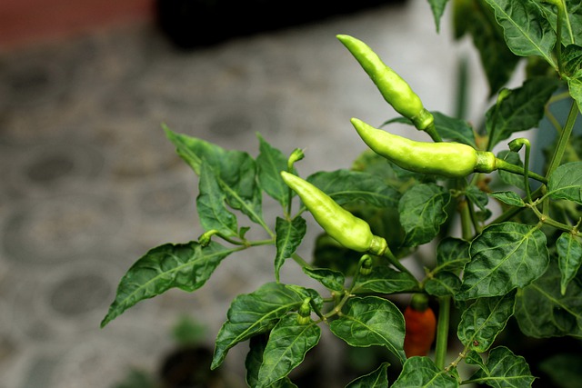 How to Germinate Chilli Seeds