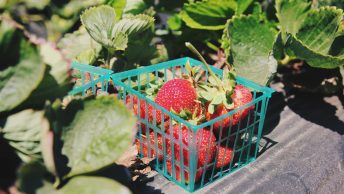strawberry plant diseases