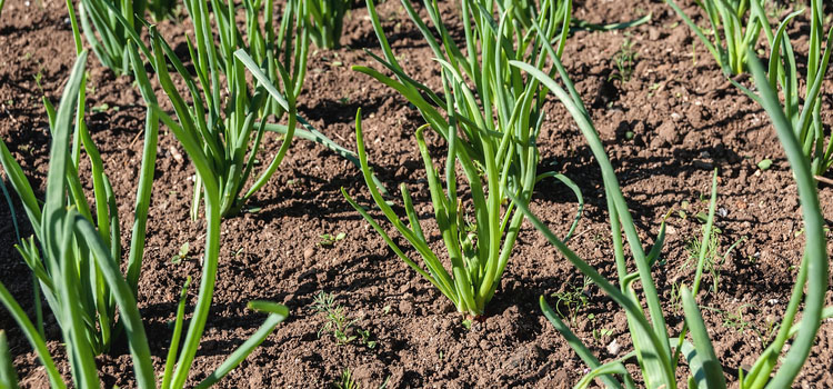 spring onion seeds germinating