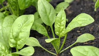 Spinach Leaves Turning Yellow