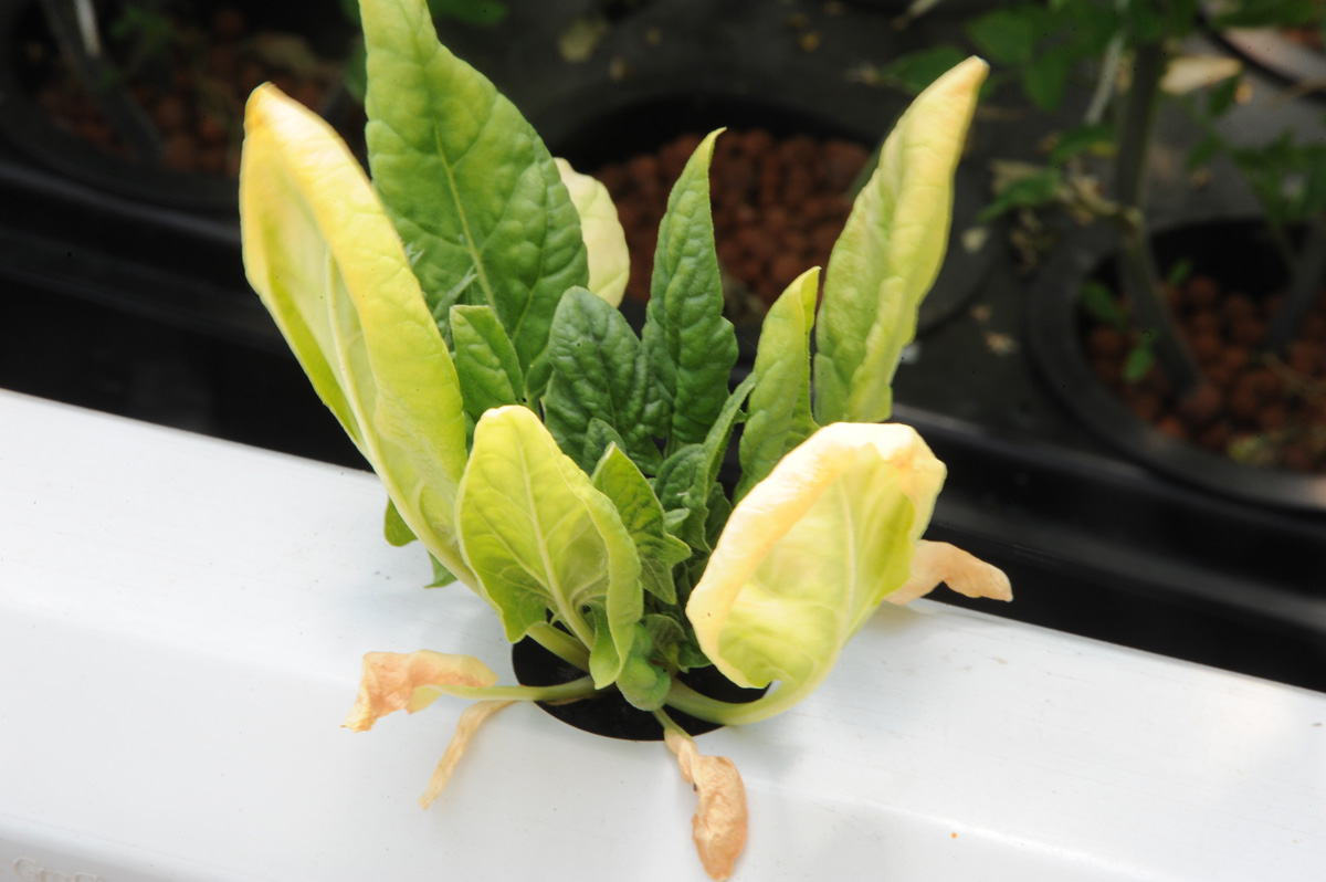 Why Are My Spinach Leaves Turning Yellow Farming Pedia