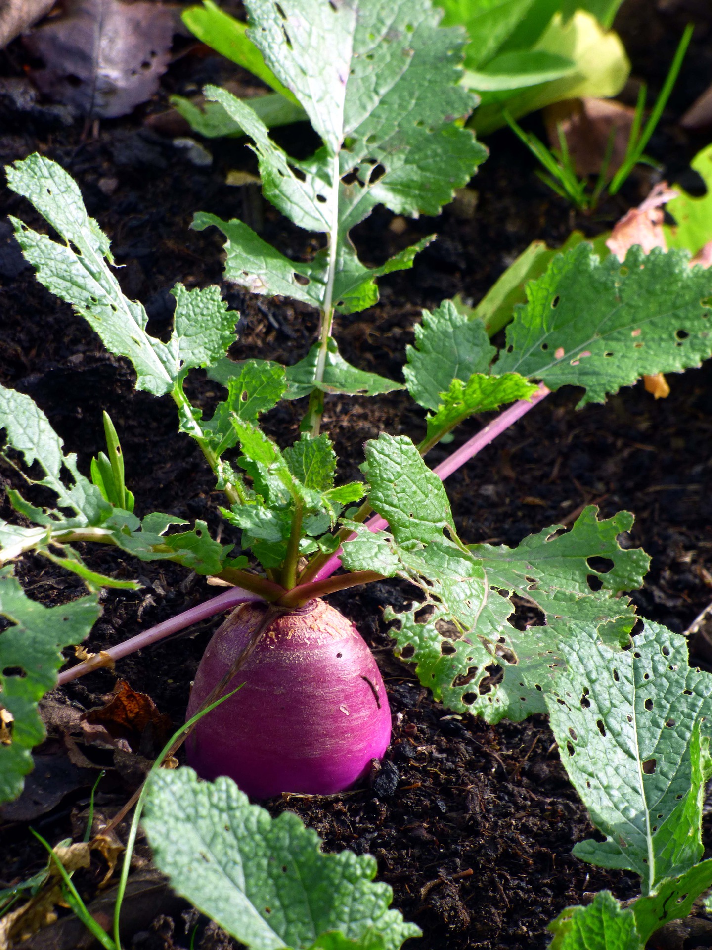 Turnip Farming Information Guide