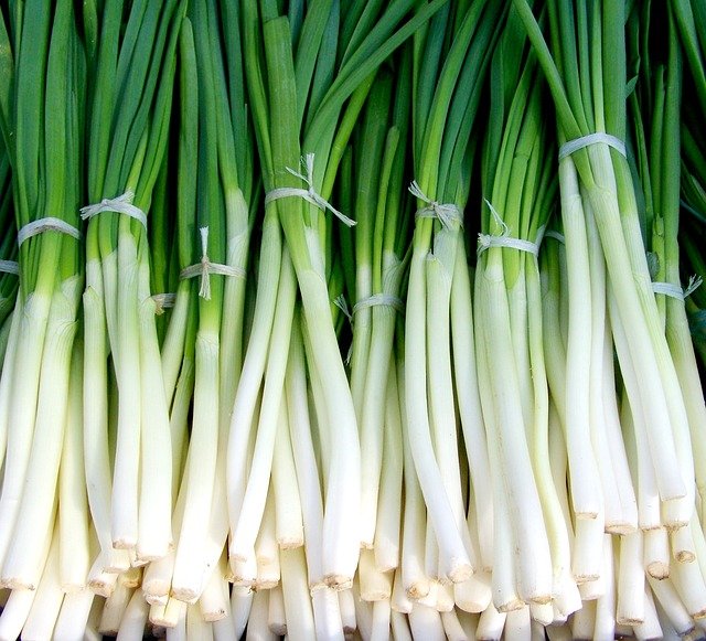 Growing Spring Onions From Seeds