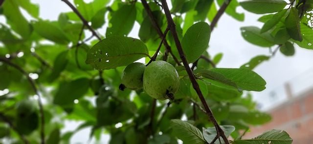 guava fruit farming